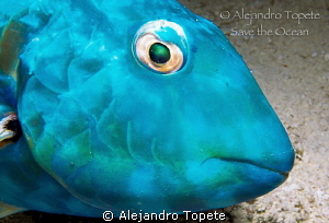 Blue Parrot fish, Cozumel Mexico by Alejandro Topete 